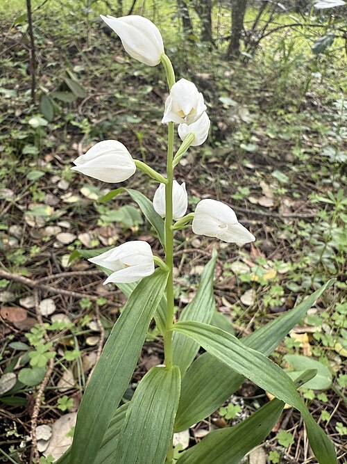 Sword-leaved helleborine: Cephalanthera longifolia — Field observation from Monsanto Forest Park, Лиссабон, Lisboa, PT, Portugal. Collected by Vsevolod Rudyi (2026-03-10). Recorded in GB