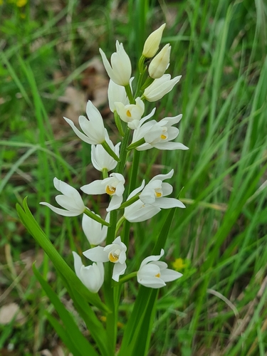 Sword-leaved helleborine (Cephalanthera longifolia)