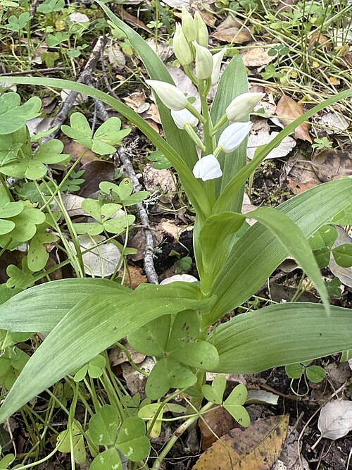 Sword-leaved helleborine: Cephalanthera longifolia — Field observation from Monsanto Forest Park, Лиссабон, Lisboa, PT, Portugal. Collected by Vsevolod Rudyi (2026-03-10). Recorded in GB