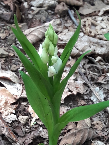Sword-leaved helleborine (Cephalanthera longifolia)