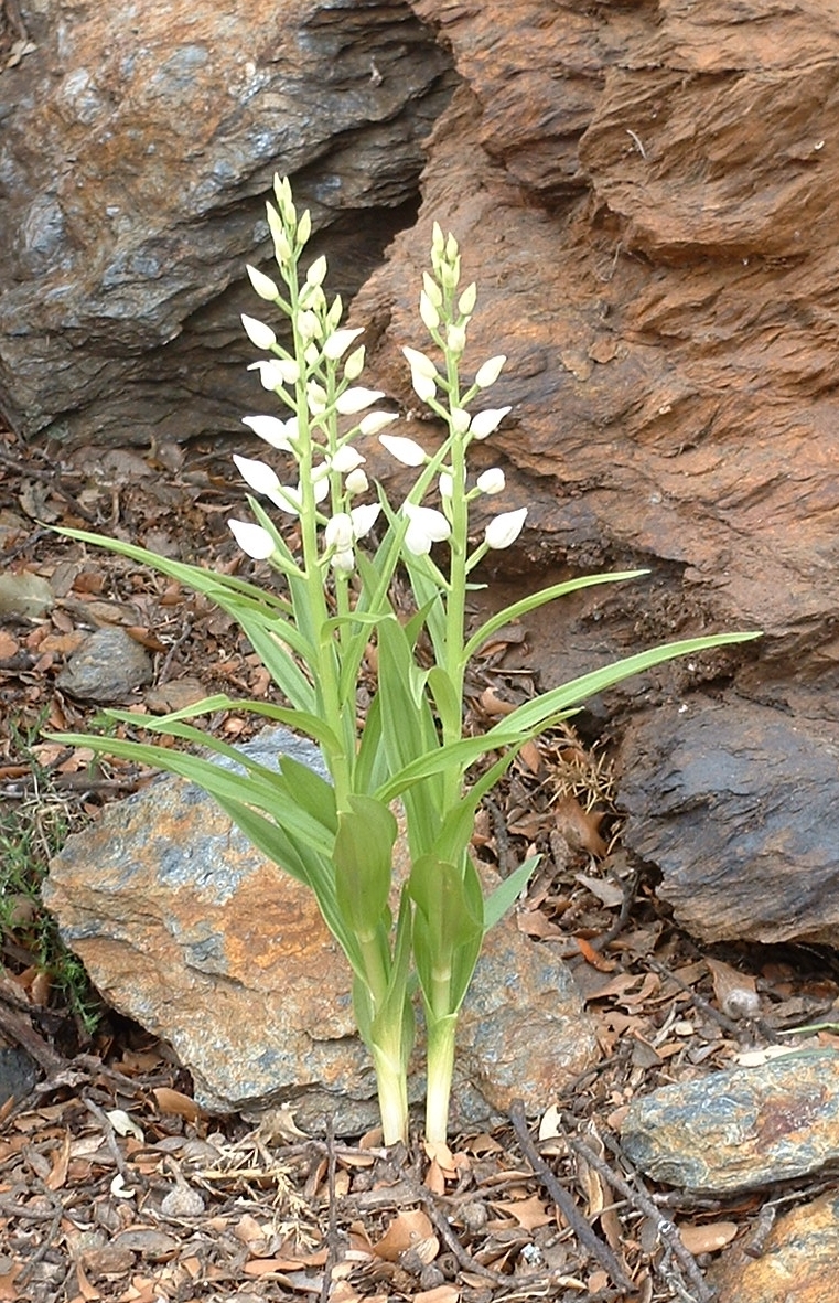 Sword-leaved helleborine (Cephalanthera longifolia)