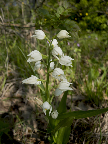 Sword-leaved helleborine (Cephalanthera longifolia)