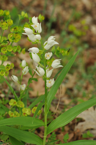 Sword-leaved helleborine (Cephalanthera longifolia)