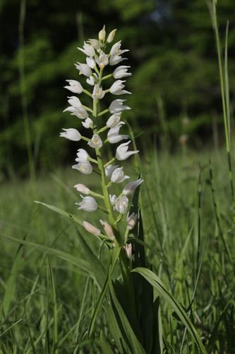 Sword-leaved helleborine (Cephalanthera longifolia)