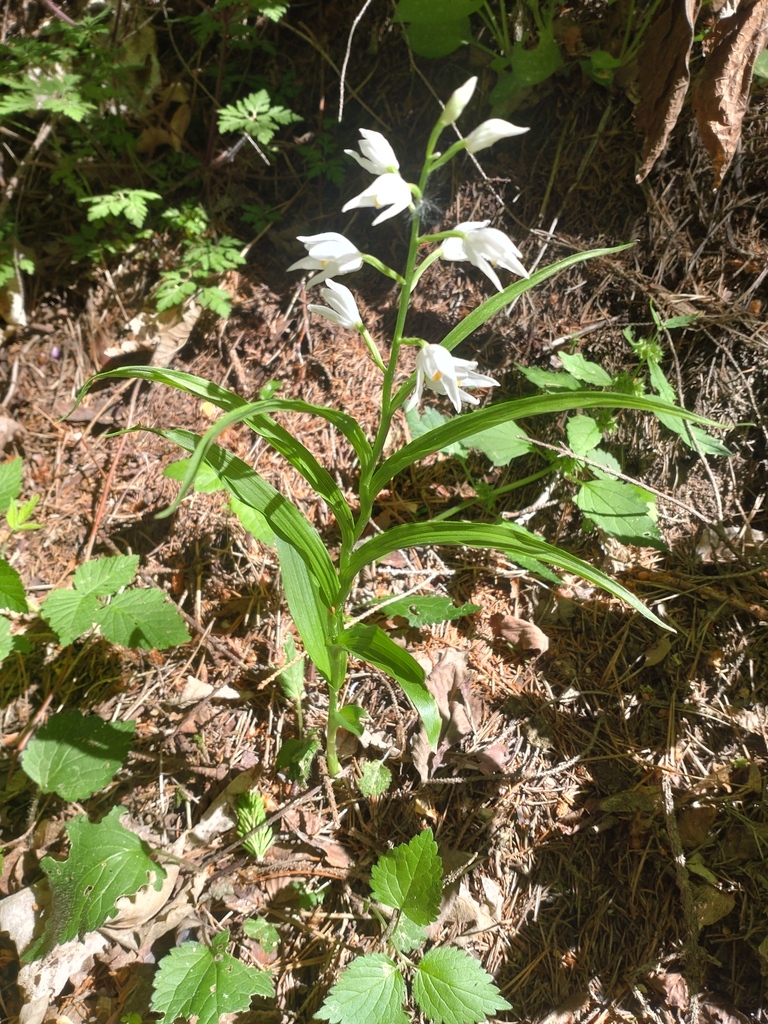 Sword-leaved helleborine (Cephalanthera longifolia)