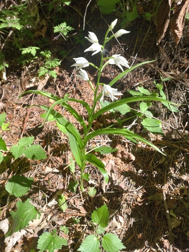 Sword-leaved helleborine