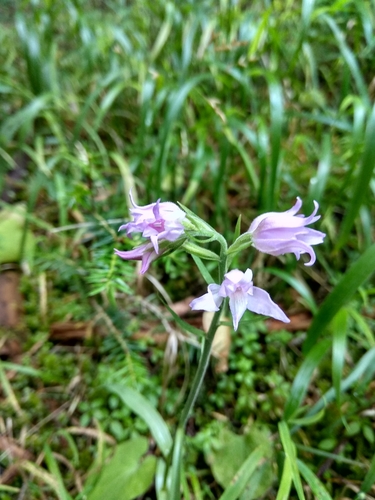 Red helleborine (Cephalanthera rubra)