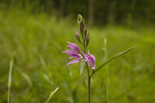 Red helleborine (Cephalanthera rubra)