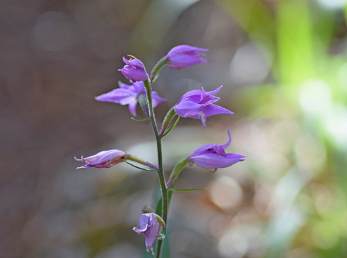 Red helleborine (Cephalanthera rubra)