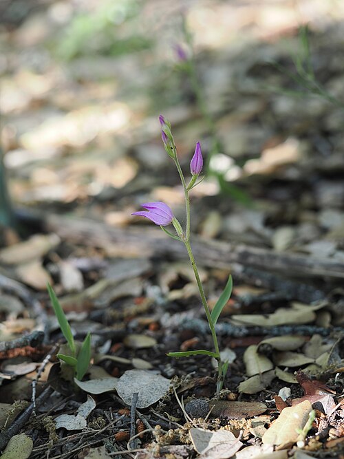 Red helleborine: Cephalanthera rubra — Field observation from 13840 Rognes, France, France. Collected by Augustin Soulard (2026-05-16). Recorded in GBIF occurrence 6320138331 .