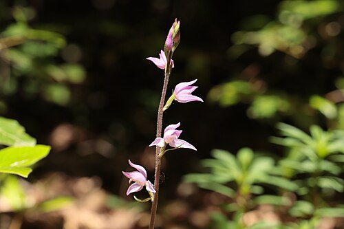 Red helleborine: Cephalanthera rubra — Field observation from 83210 Solliès-Toucas, France, France. Collected by Noé Fleury Frouart (2026-05-17). Recorded in GBIF occurrence 632