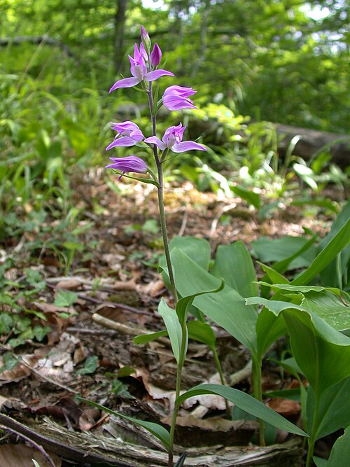 Red helleborine: Cephalanthera rubra Catena de Rangeval (Meuse), France