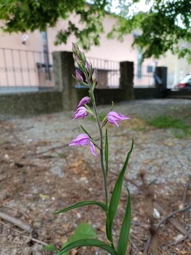 Red helleborine (Cephalanthera rubra)