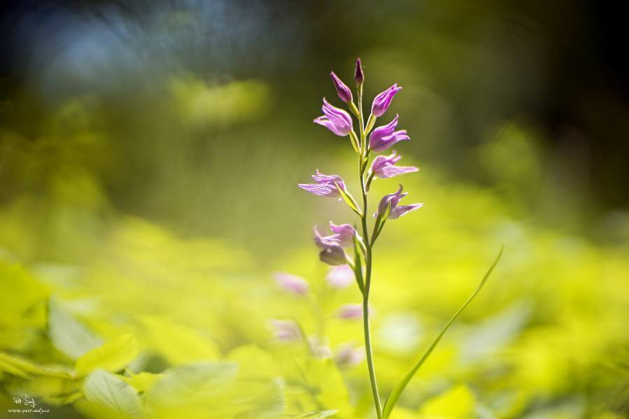 Red helleborine (Cephalanthera rubra)