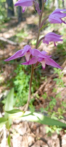 Red helleborine (Cephalanthera rubra)