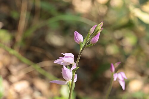 Red helleborine: Cephalanthera rubra — Field observation from 83210 Belgentier, France, France. Collected by Noé Fleury Frouart (2026-05-17). Recorded in GBIF occurrence 6320243