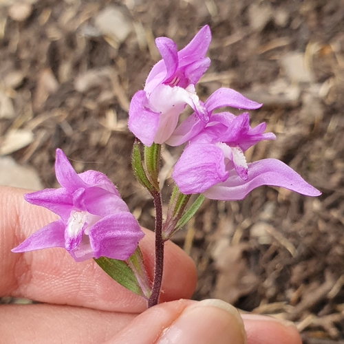 Red helleborine (Cephalanthera rubra)