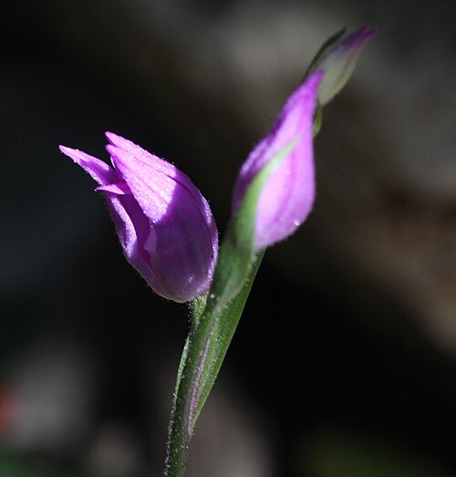 Red helleborine: Cephalanthera rubra — Field observation from Var, Provence-Alpes-Côte d'Azur, France, France. Collected by Bastien Le Mort (2026-04-16). Recorded in GBIF occurr