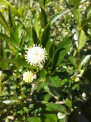 Cephalanthus glabratus (Cephalanthus glabratus)