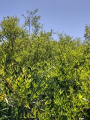 Cephalanthus glabratus (Cephalanthus glabratus)