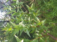 Cephalanthus glabratus (Cephalanthus glabratus)