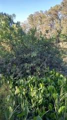 Cephalanthus glabratus (Cephalanthus glabratus)