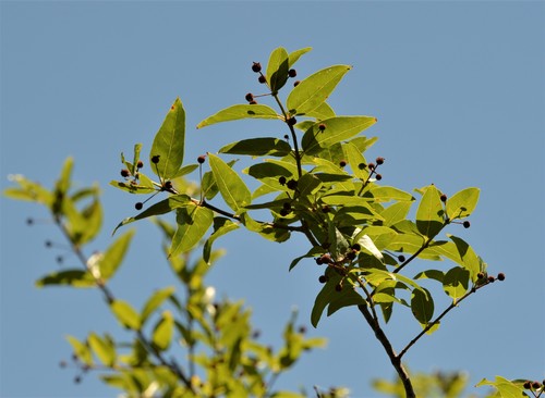Cephalanthus glabratus (Cephalanthus glabratus)