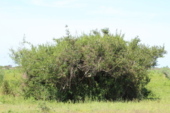 Cephalanthus glabratus (Cephalanthus glabratus)