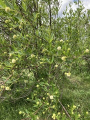 Cephalanthus glabratus (Cephalanthus glabratus)