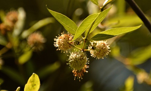 Cephalanthus glabratus (Cephalanthus glabratus)