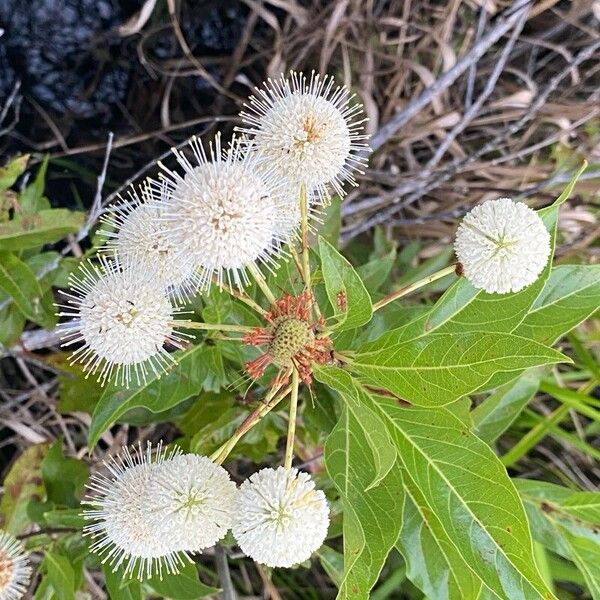 Common buttonbush (Cephalanthus occidentalis)
