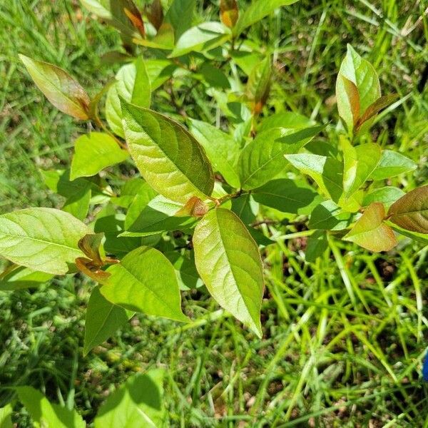 Common buttonbush (Cephalanthus occidentalis)