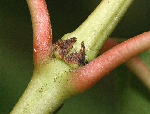 Common buttonbush: Detail of branch of Cephalanthus occidentalis with interpetiolar stipules, Arboretum Brno, Czech Republic