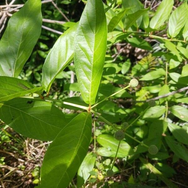 Common buttonbush (Cephalanthus occidentalis)