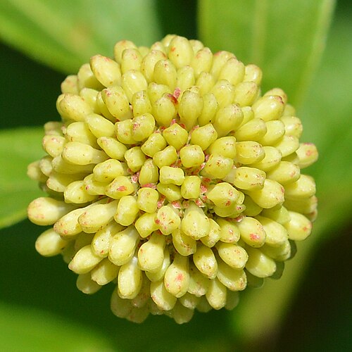 Common buttonbush: Buttonbush ( Cephalanthus occidentalis ) in MacGregor Point Provincial Park, Ontario, Canada.