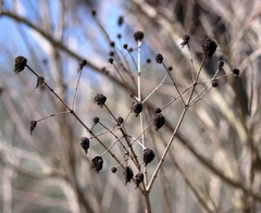 Mexican buttonbush (Cephalanthus salicifolius)