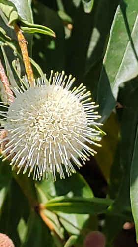 Mexican buttonbush (Cephalanthus salicifolius)