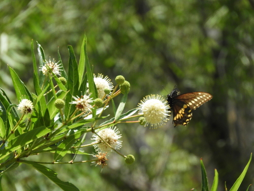 Mexican buttonbush (Cephalanthus salicifolius)