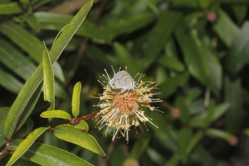Mexican buttonbush (Cephalanthus salicifolius)