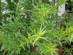 Mexican buttonbush (Cephalanthus salicifolius)