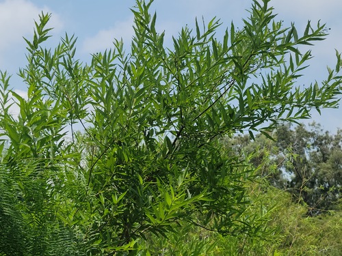 Mexican buttonbush (Cephalanthus salicifolius)