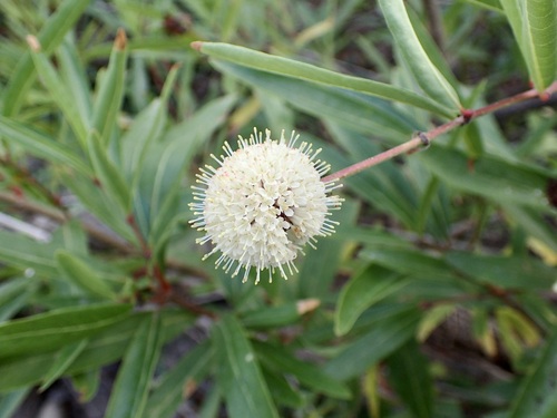 Mexican buttonbush (Cephalanthus salicifolius)