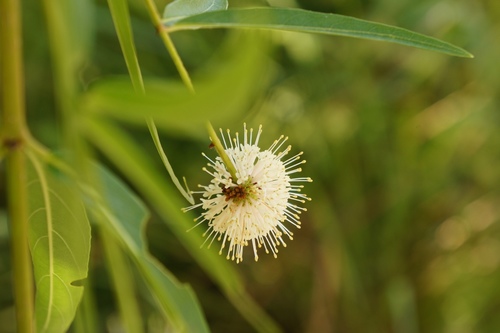 Mexican buttonbush (Cephalanthus salicifolius)