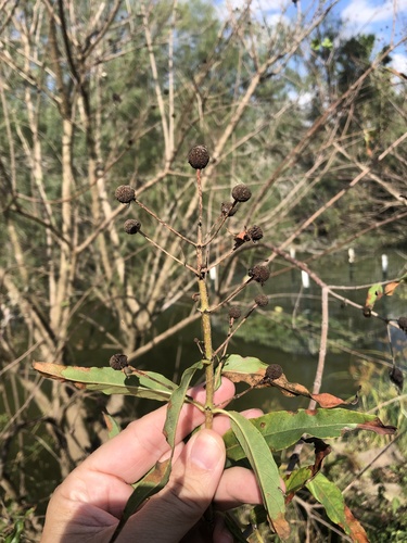 Mexican buttonbush (Cephalanthus salicifolius)
