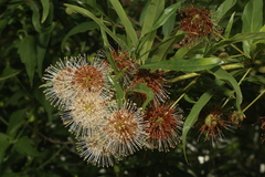 Mexican buttonbush (Cephalanthus salicifolius)