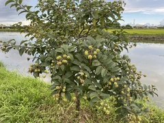 Cephalanthus tetrandrus (Cephalanthus tetrandrus)