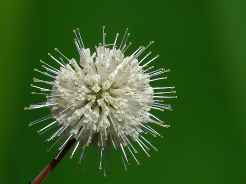 Cephalanthus tetrandrus (Cephalanthus tetrandrus)
