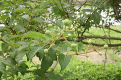 Cephalanthus tetrandrus (Cephalanthus tetrandrus)