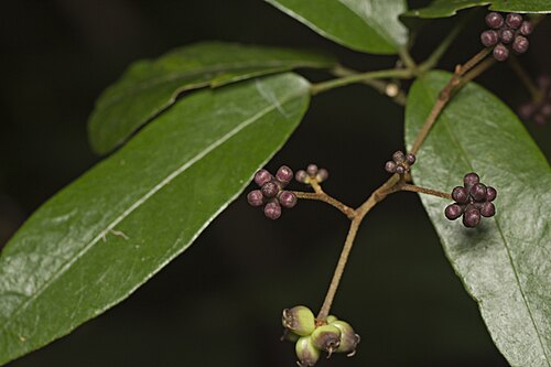 Cephalaralia cephalobotrys: Climbing Panax (Cephalaralia cephalobotrys). Species of plant.