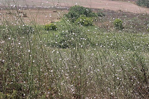 Cephalaria joppensis: Cephalaria joppensis שלמון יפואי - ליד עין העמק